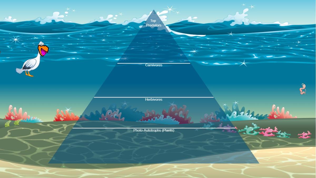 Ocean Ecological Pyramid