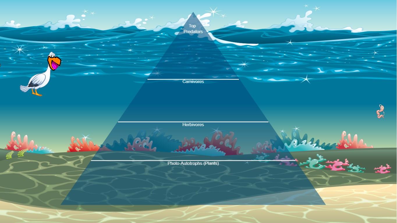 Ocean Ecological Pyramid