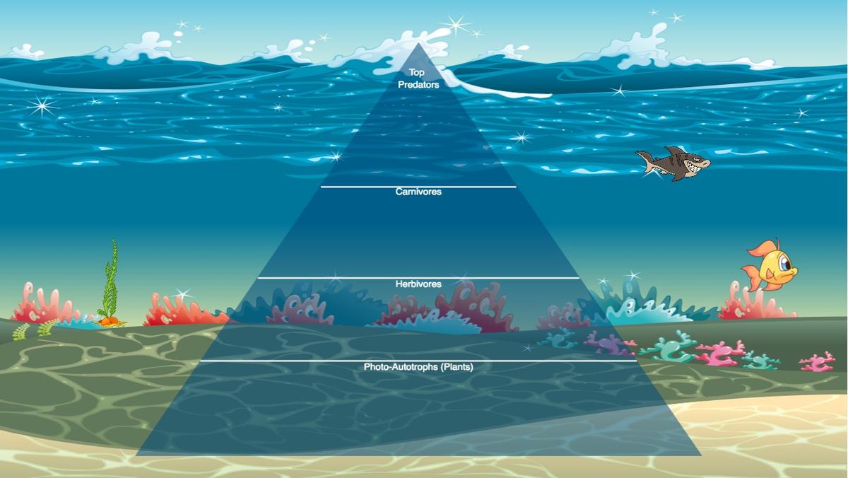 Ocean Ecological Pyramid