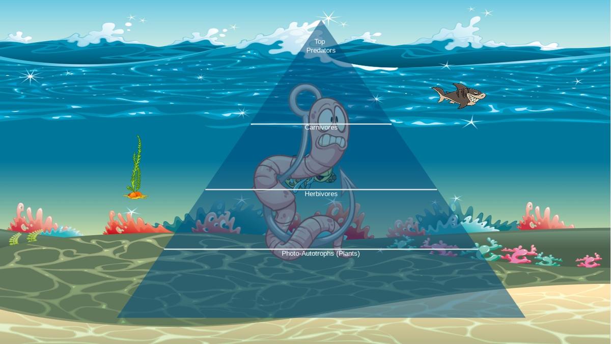 Ocean Ecological Pyramid