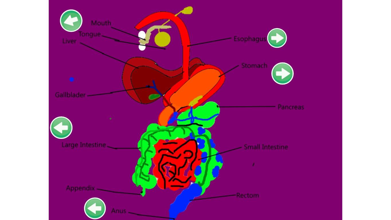 DIGESTIVE SYSTEM