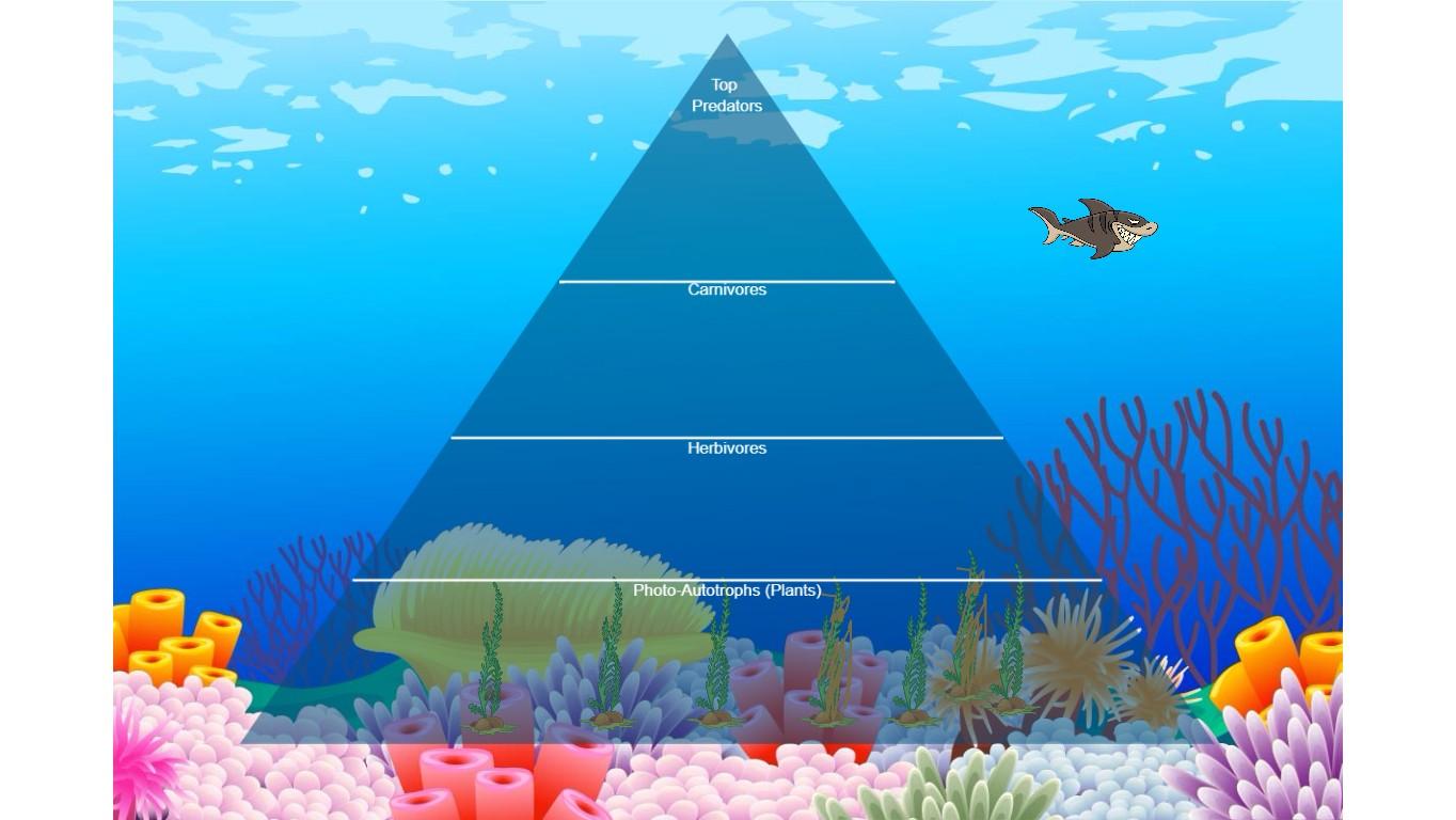 Ocean Ecological Pyramid