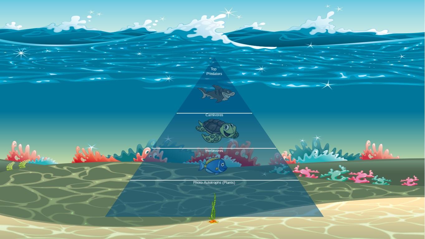 Ocean Ecological Pyramid