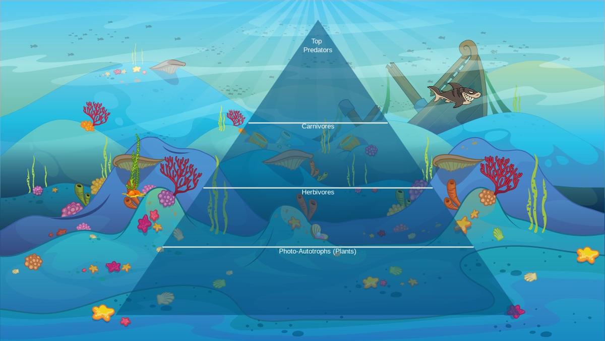 Ocean Ecological Pyramid