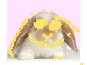 decorate bunny