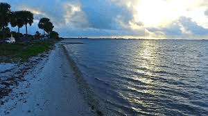 🌊Biscayne Bay Palms🏝