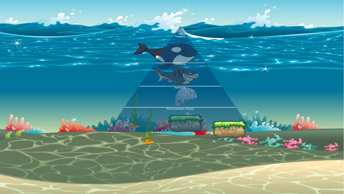 Ocean Ecological Pyramid