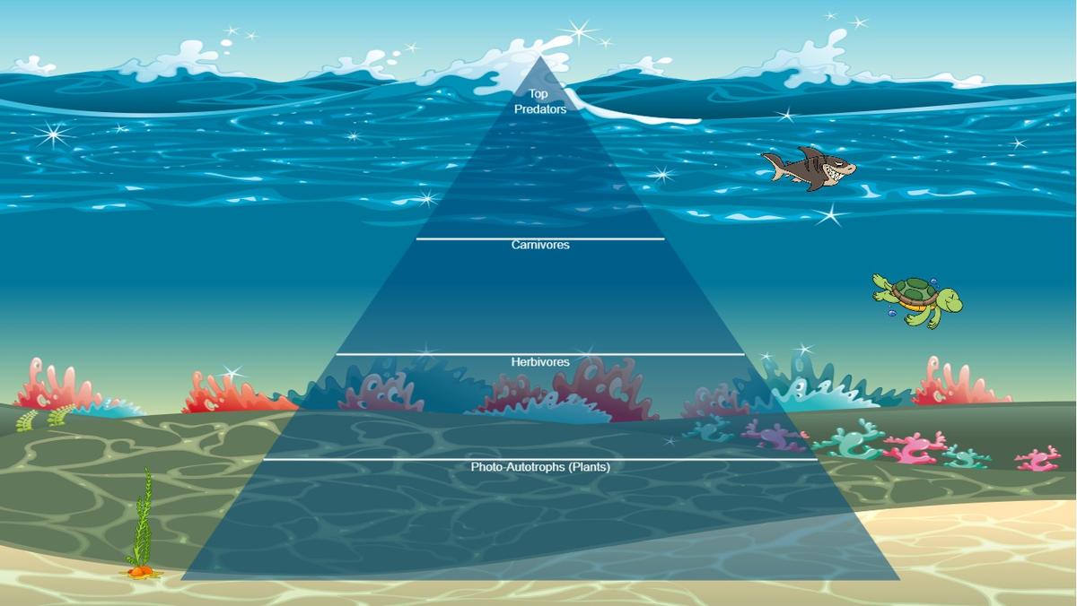 Ocean Ecological Pyramid