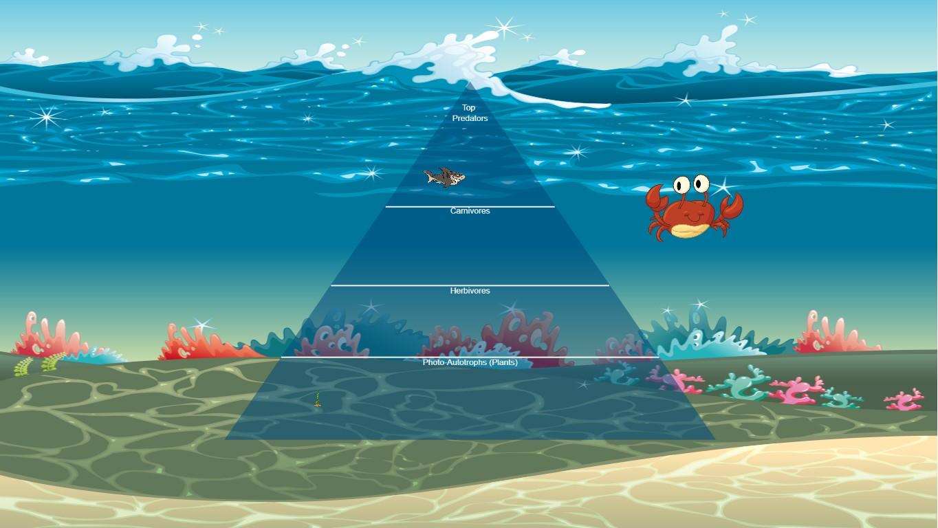 Ocean Ecological Pyramid