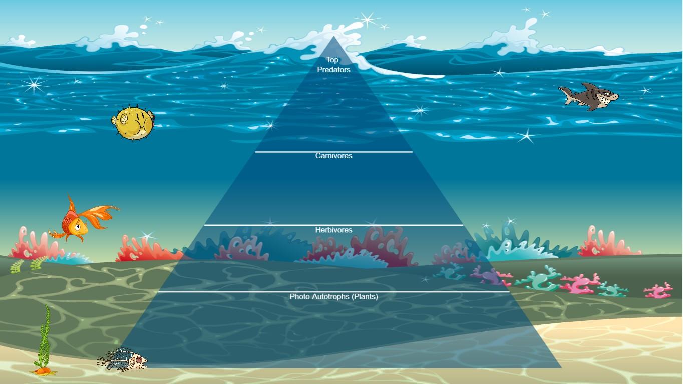 Ocean Ecological Pyramid