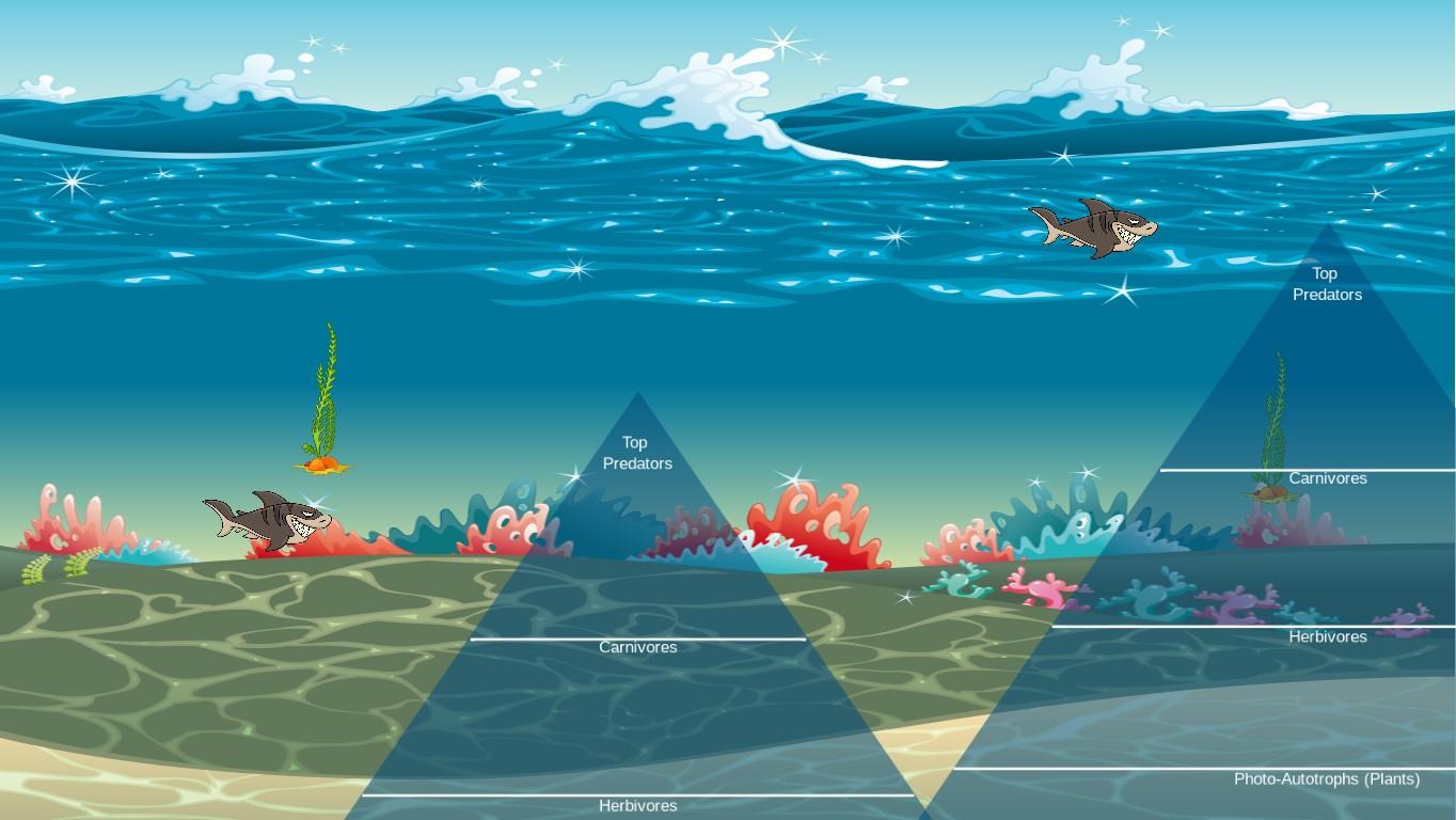 Ocean Ecological Pyramid