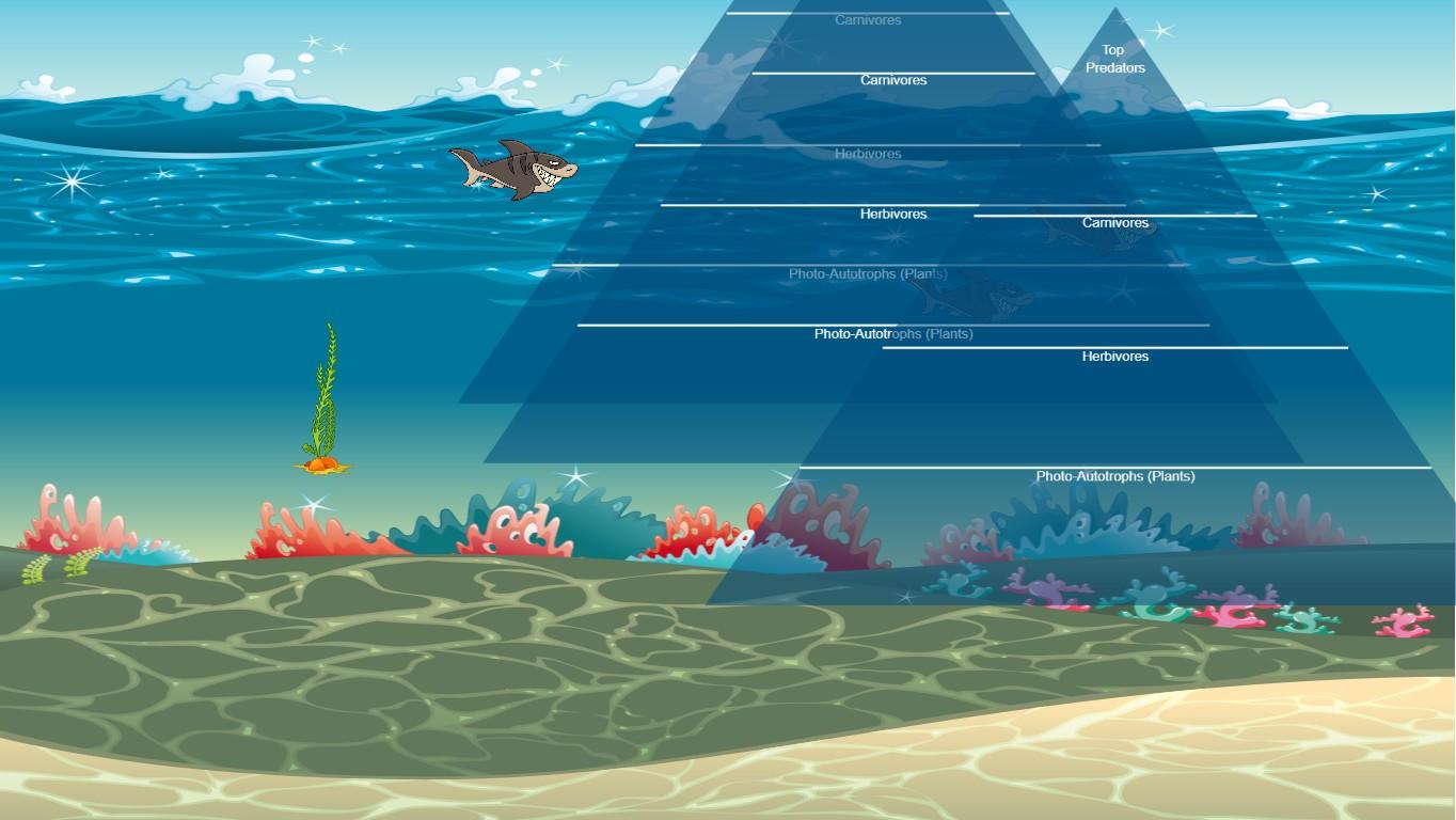 Ocean Ecological Pyramid