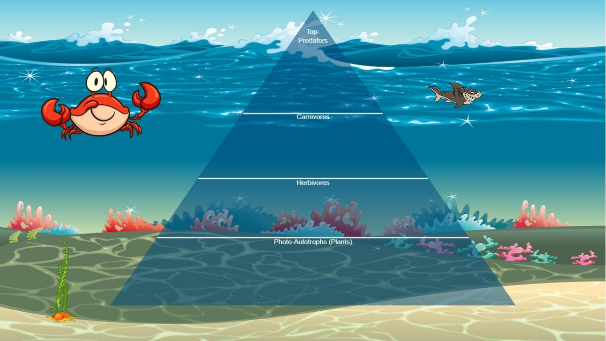 Ocean Ecological Pyramid