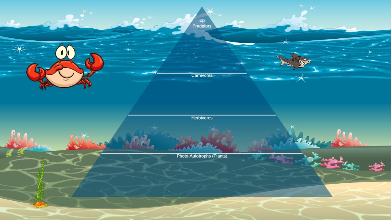 Ocean Ecological Pyramid