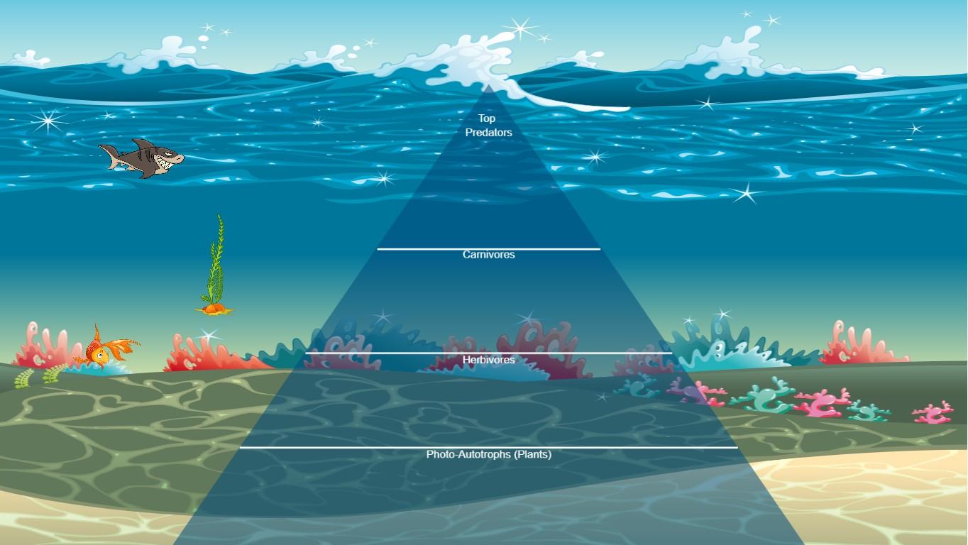 Ocean Ecological Pyramid