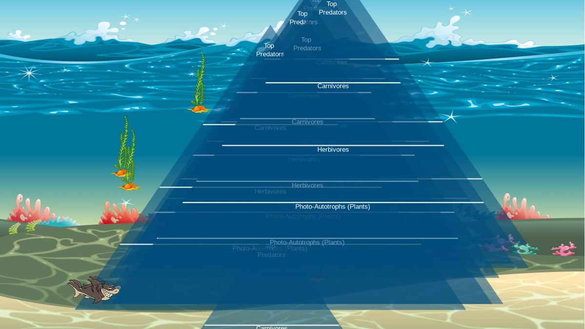 Ocean Ecological Pyramid