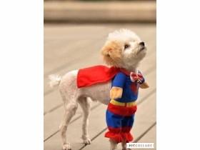 super man doggie