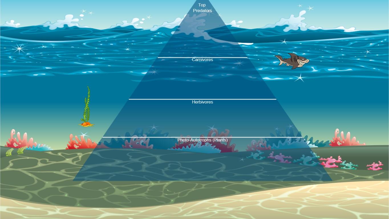 Ocean Ecological Pyramid