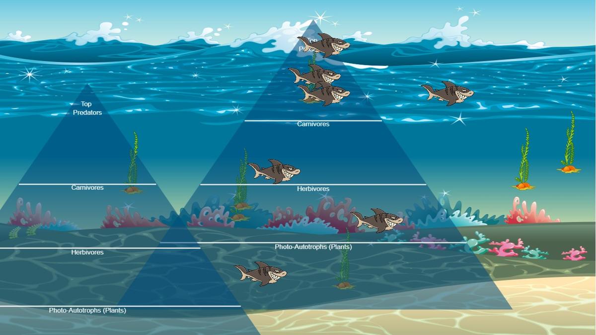 Ocean Ecological Pyramid