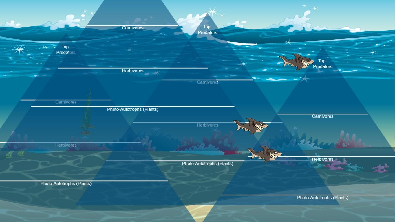 Ocean Ecological Pyramid