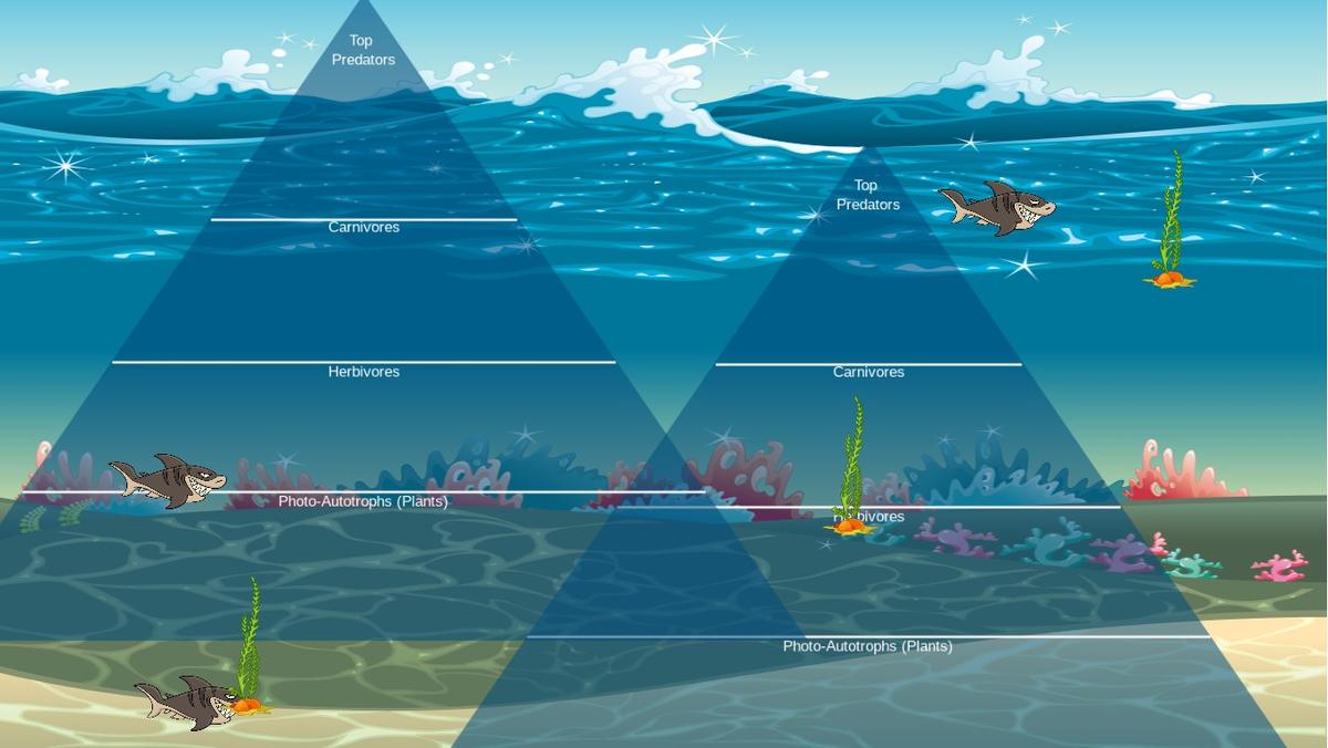 Ocean Ecological Pyramid