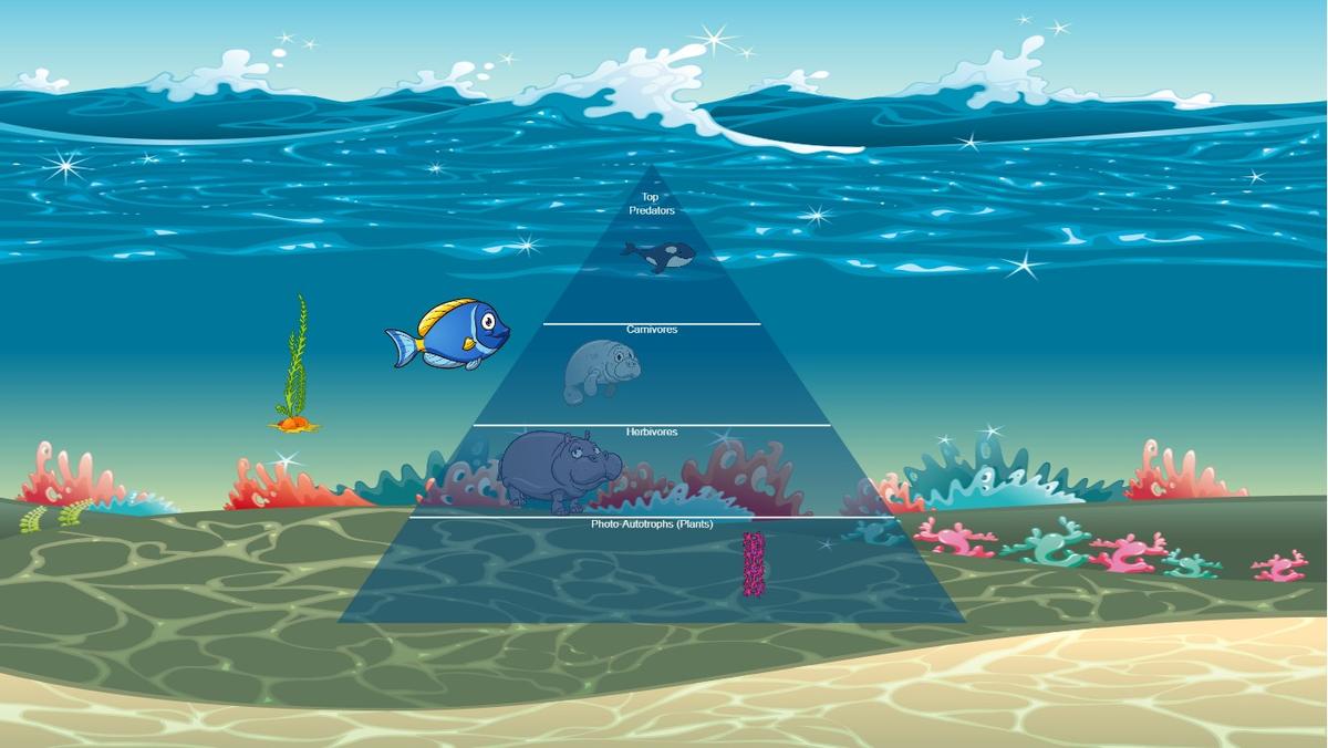 Ocean Ecological Pyramid