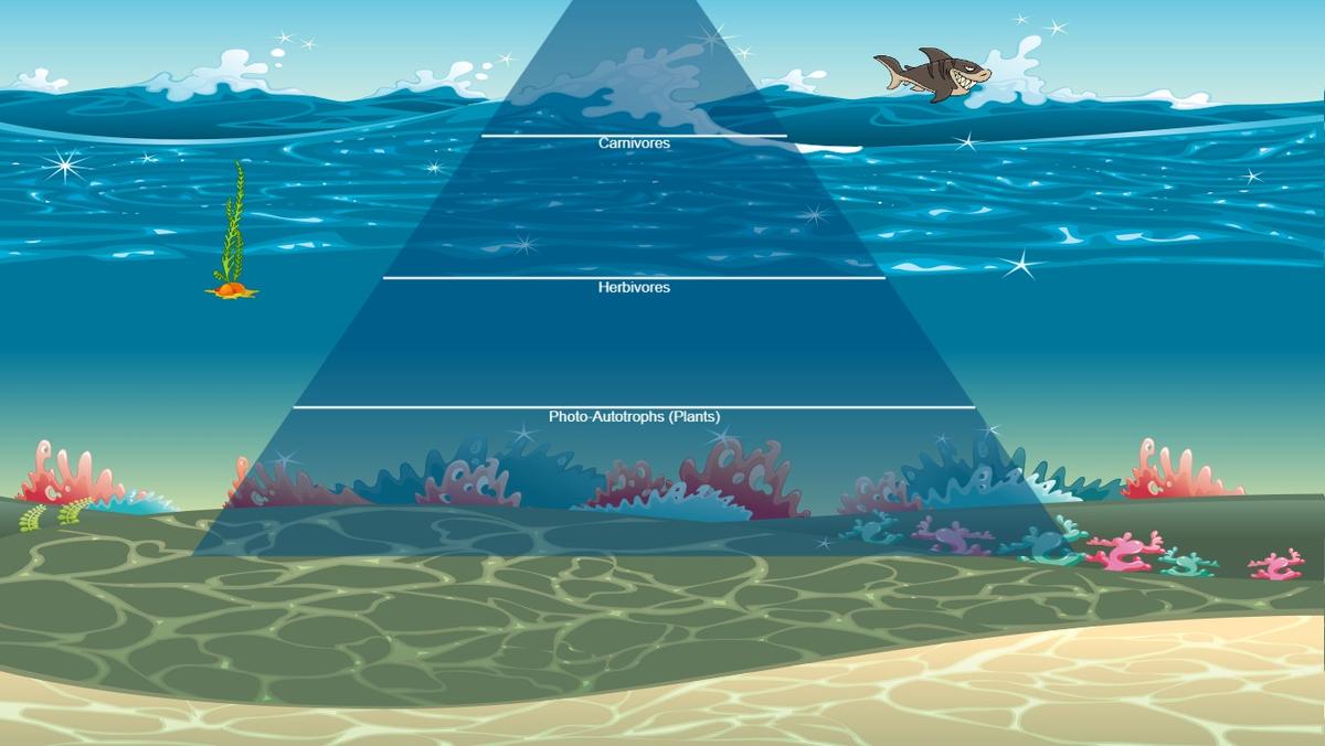 Ocean Ecological Pyramid