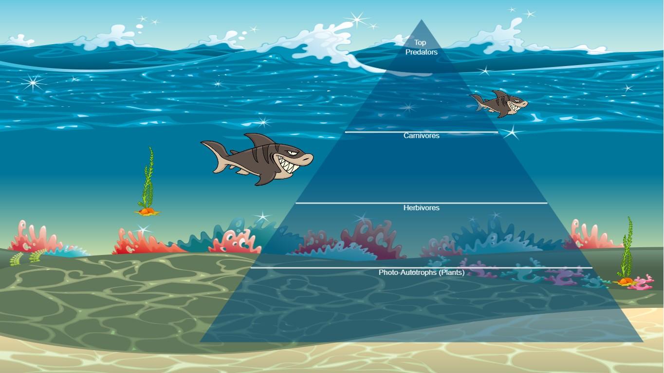 Ocean Ecological Pyramid