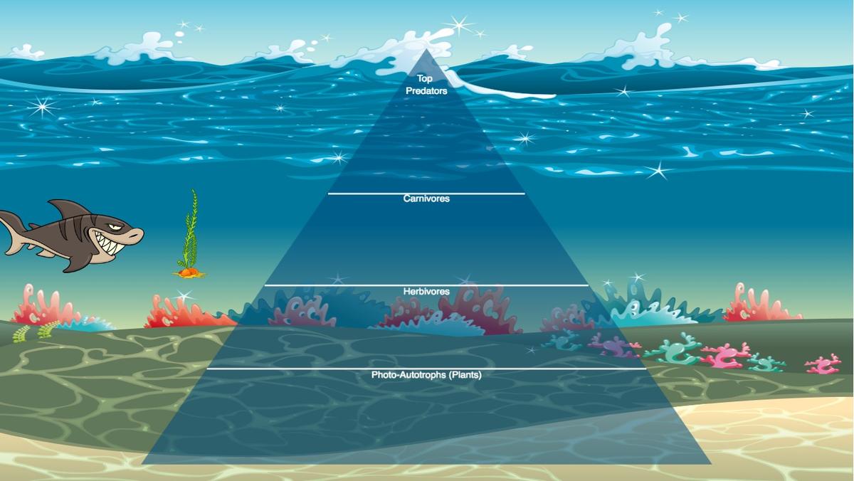 Ocean Ecological Pyramid