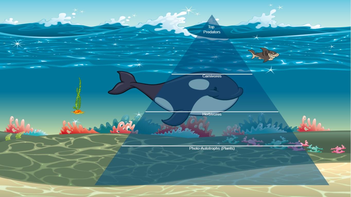 Ocean Ecological Pyramid