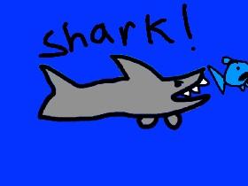 Shark