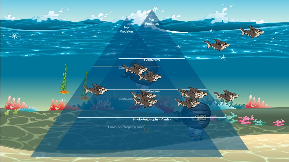 Ocean Ecological Pyramid