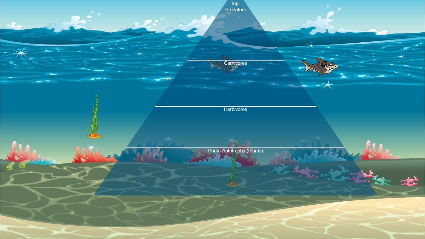 Ocean Ecological Pyramid