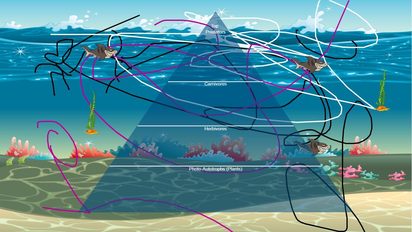 Ocean Ecological Pyramid