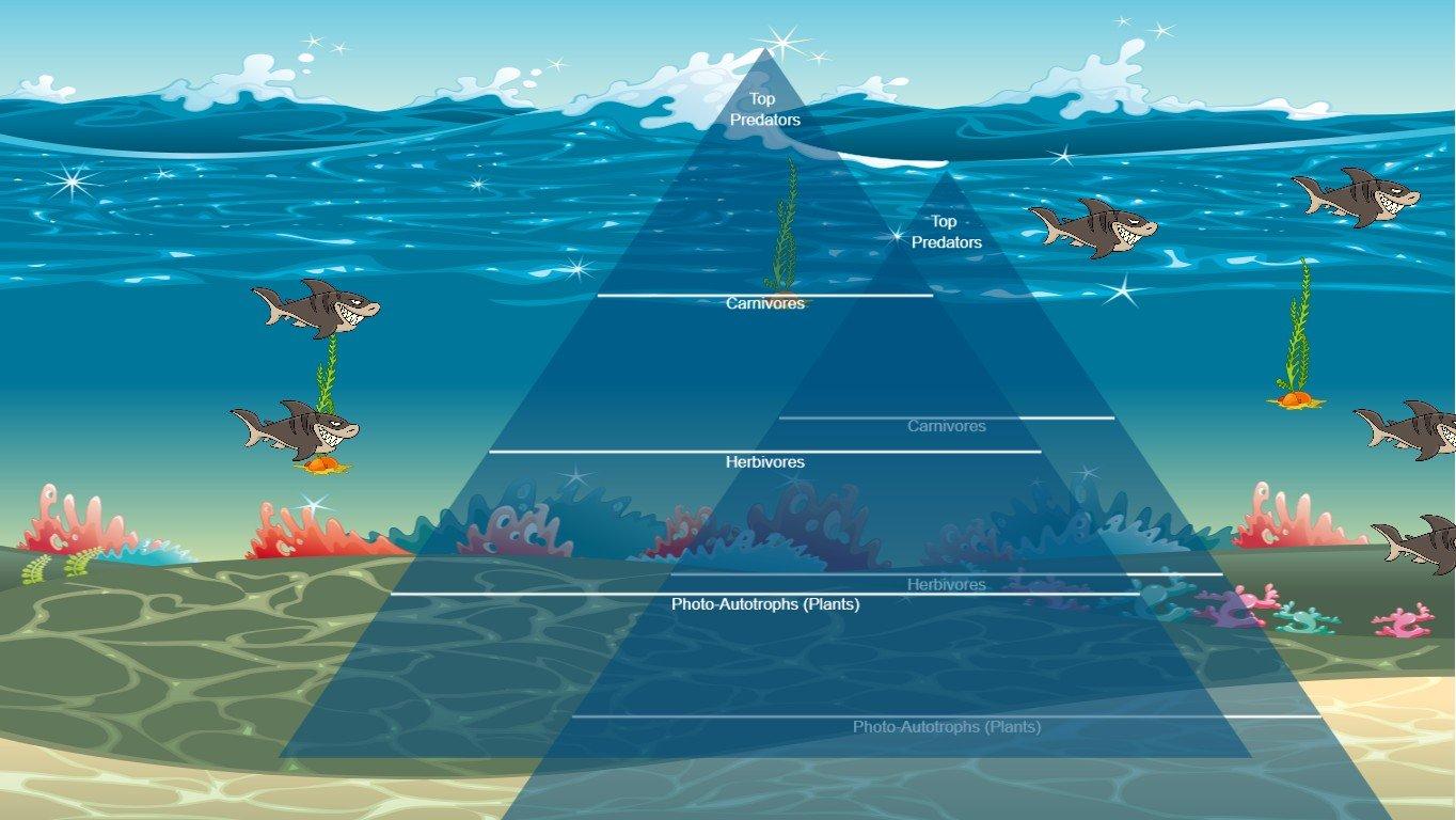 Ocean Ecological Pyramid