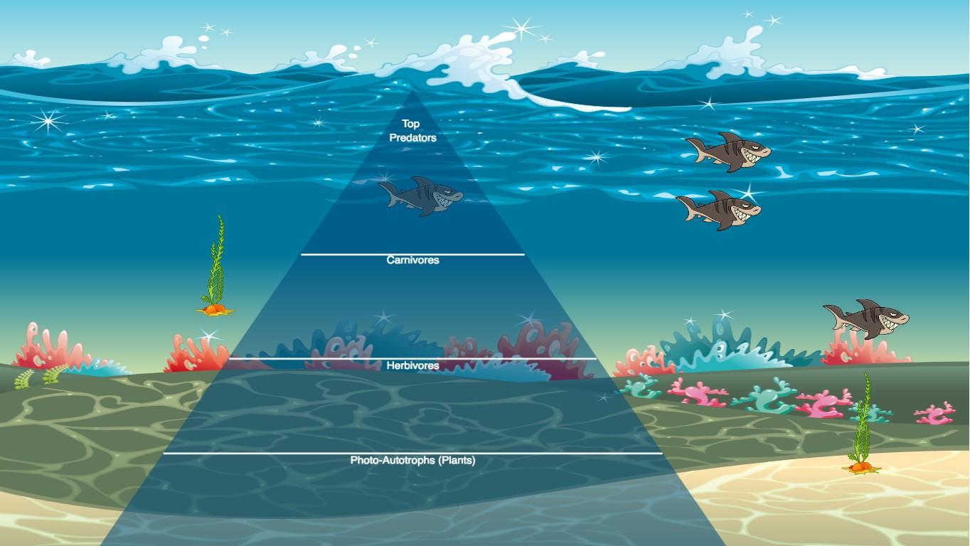 Ocean Ecological Pyramid