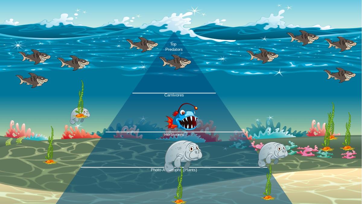 Ocean Ecological Pyramid