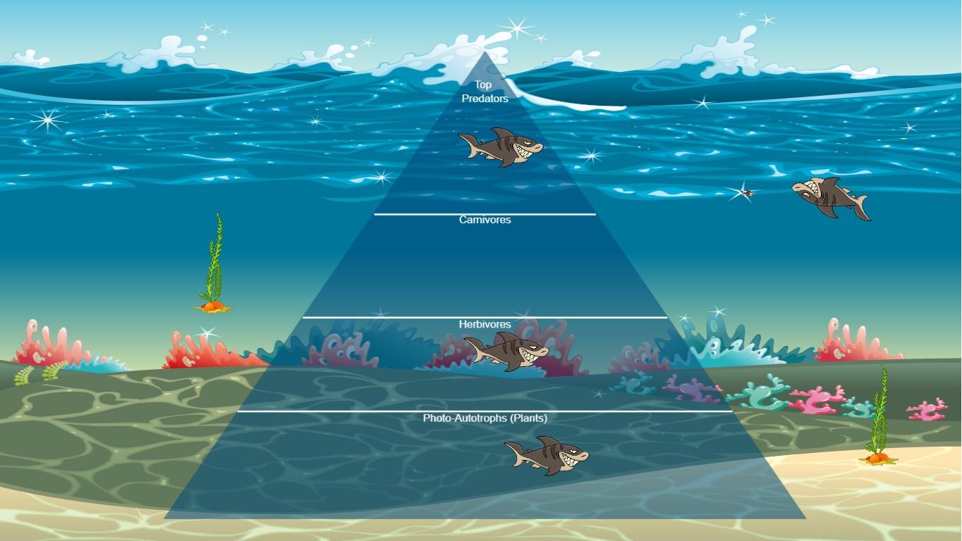 Ocean Ecological Pyramid