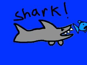 Shark! 1 1 1