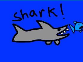 Shark!