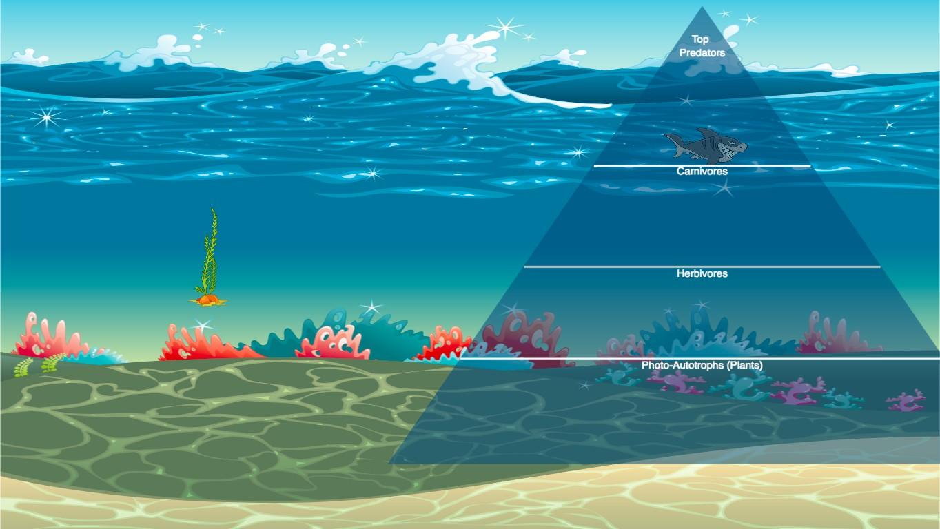 Ocean Ecological Pyramid