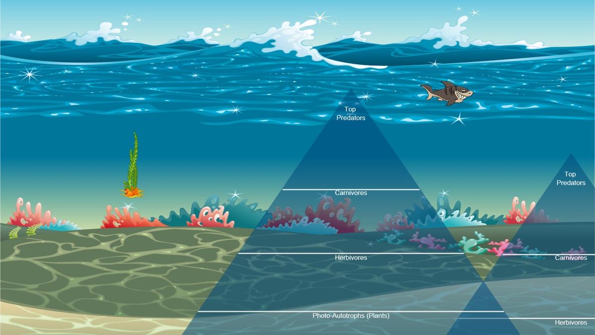 Ocean Ecological Pyramid