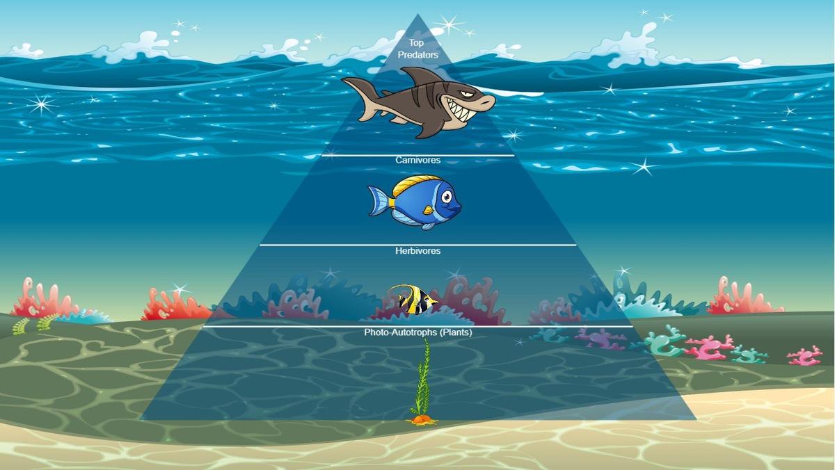 Ocean Ecological Pyramid