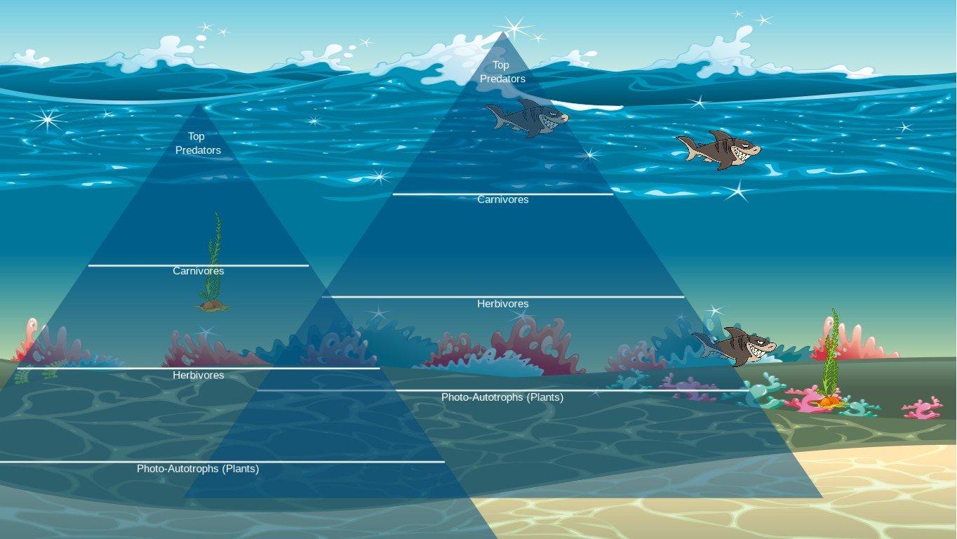 Ocean Ecological Pyramid