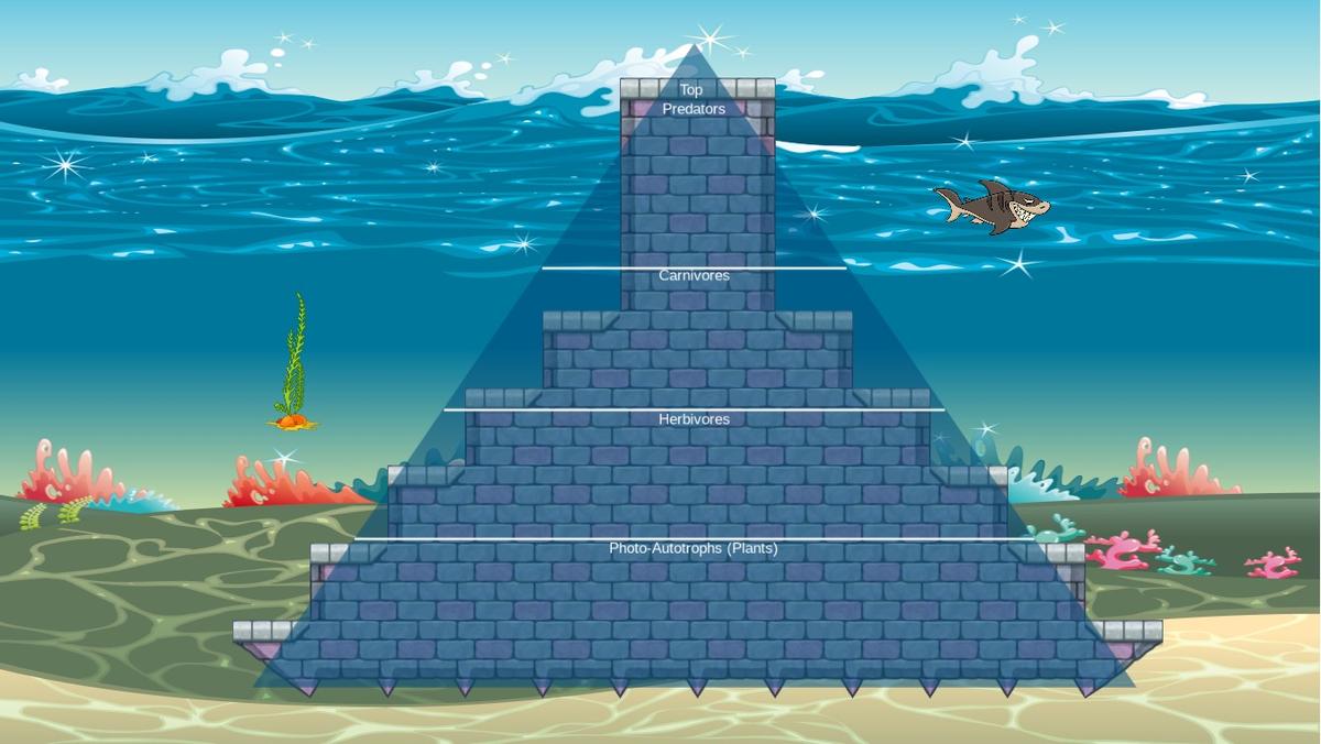 Ocean Ecological Pyramid