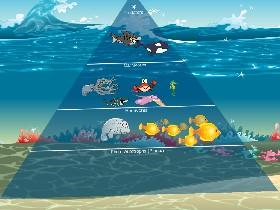 Ecological Pyramid 1