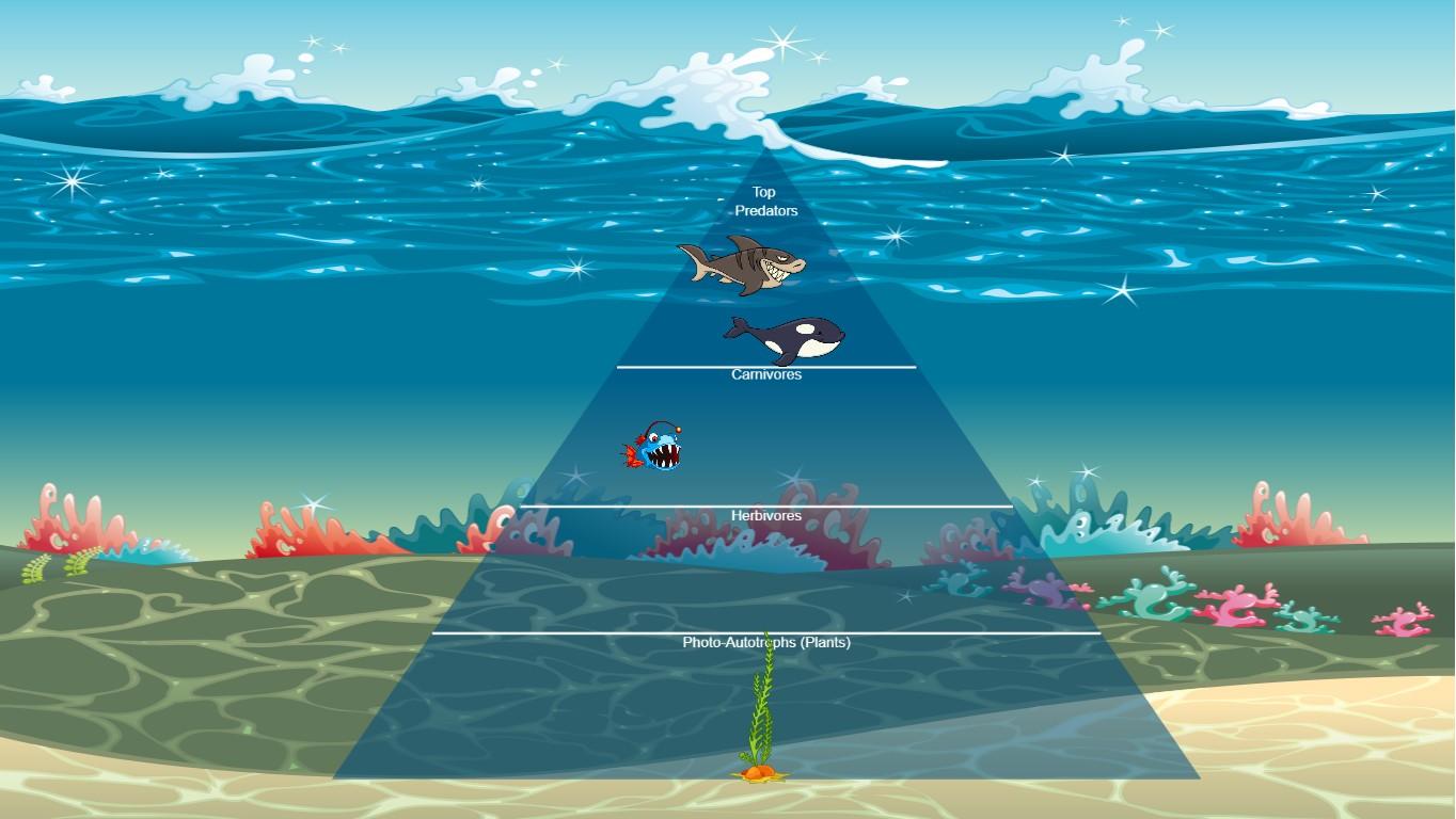 Ocean Ecological Pyramid