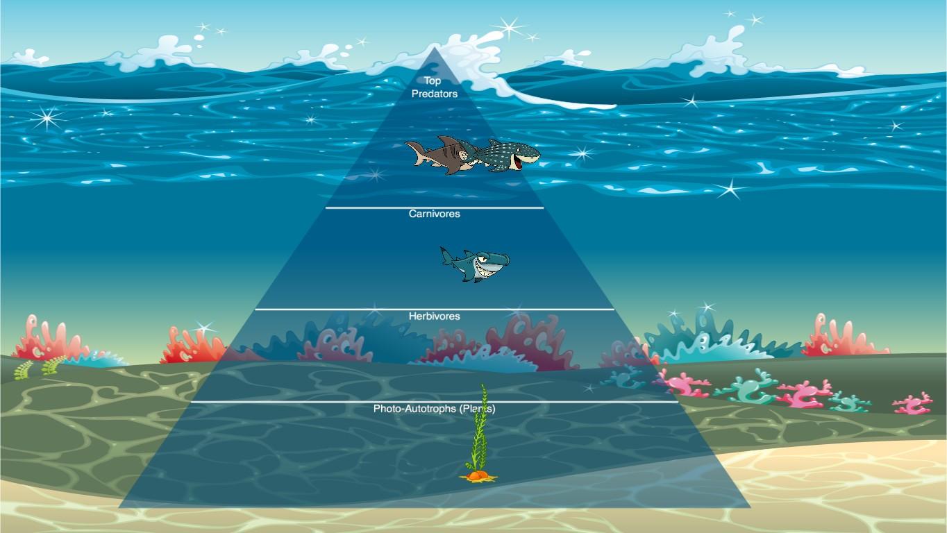 Ocean Ecological Pyramid