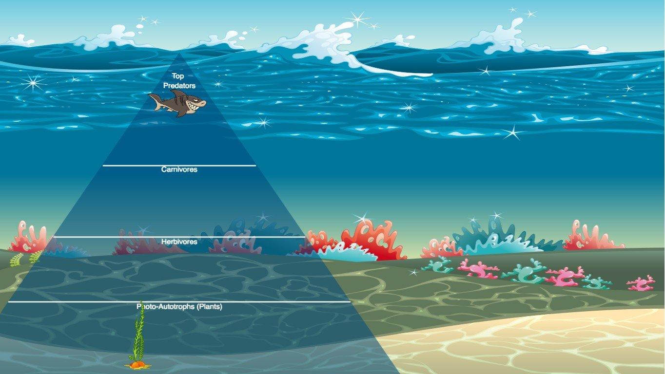 Ocean Ecological Pyramid