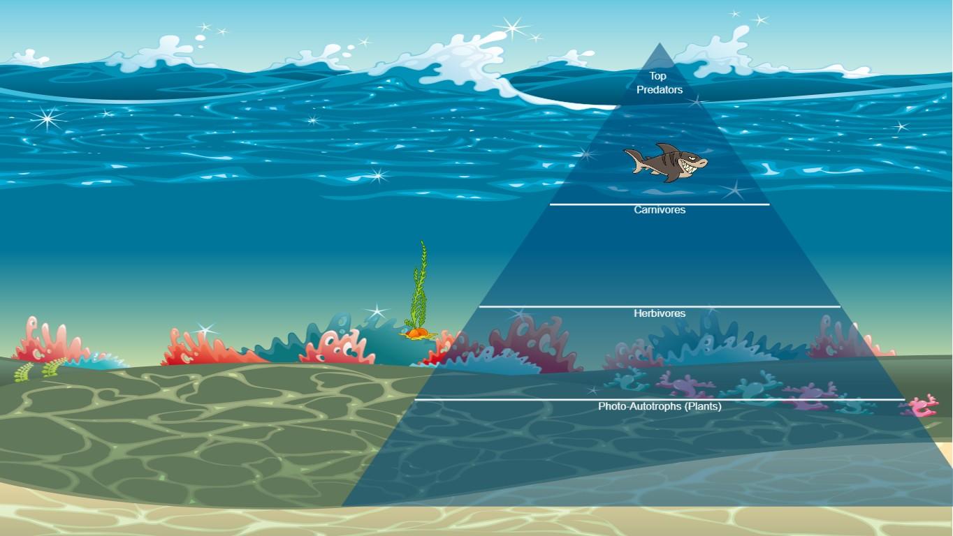 Ocean Ecological Pyramid